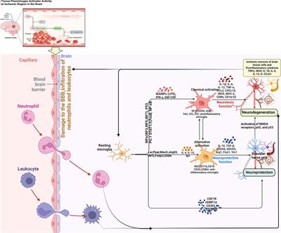 Frontiers The Mechanism Of Microglia Mediated Immune Inflammation In